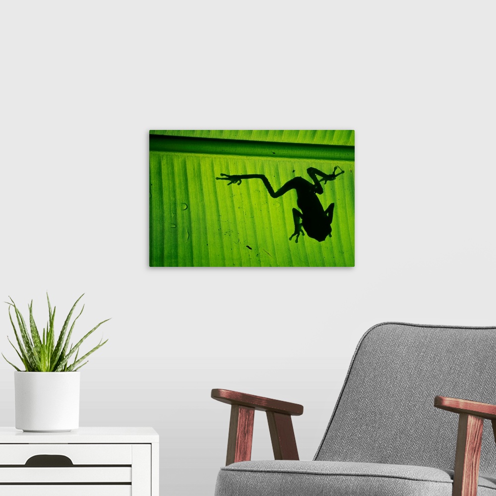A modern room featuring A photograph is taken from underneath a large leaf where you can see the silhouette of a tree frog.