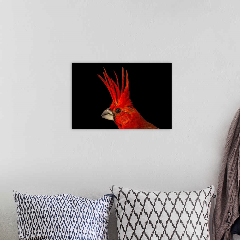A bohemian room featuring A vermilion cardinal, Cardinalis phoeniceus, at the National Aviary of Colombia.