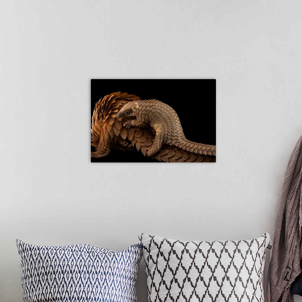 A bohemian room featuring A vulnerable adult female white bellied pangolin, Phataginus tricuspis, with her baby, at Pangoli...