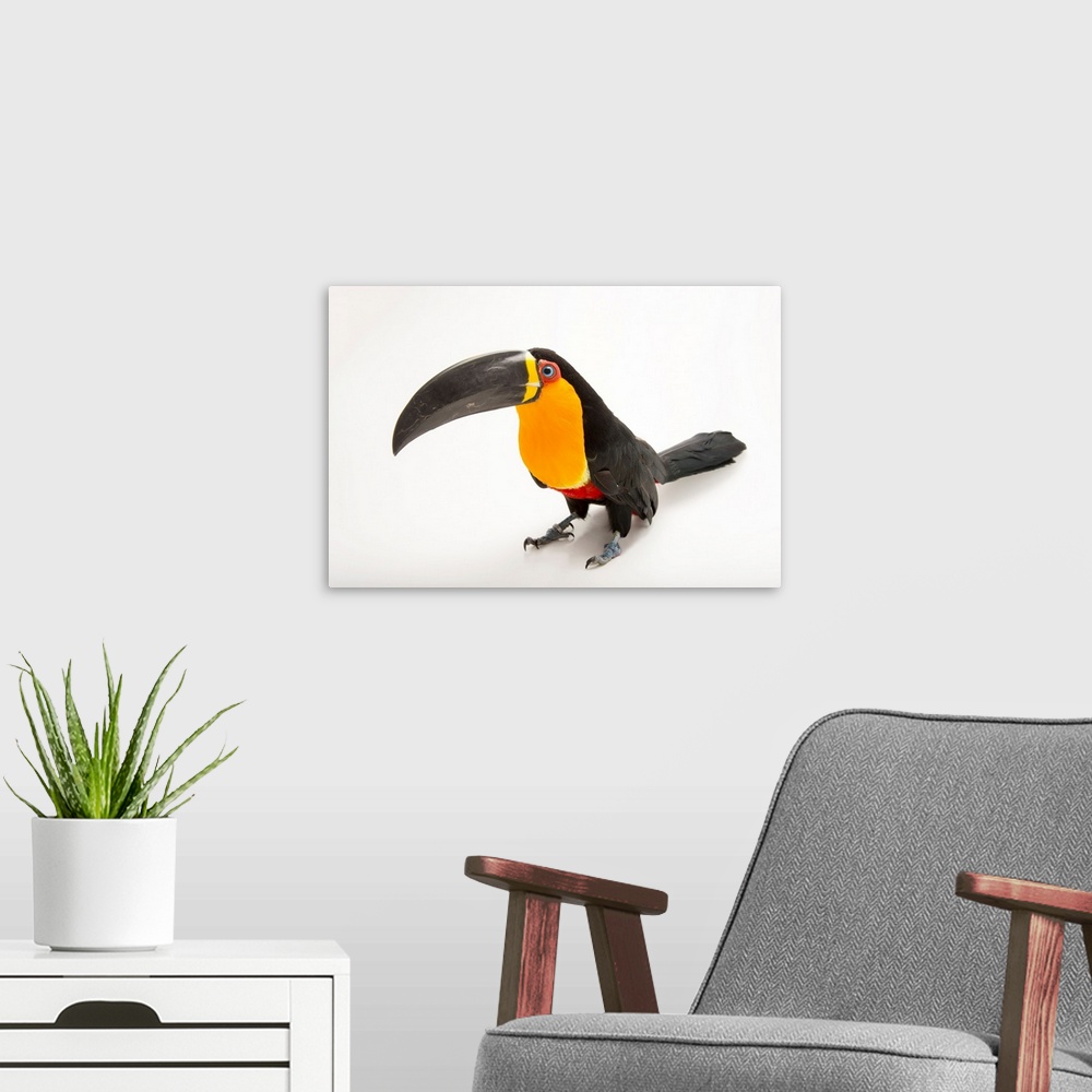 A modern room featuring A vulnerable aerial toucan, Ramphastos vitelinus ariel, at the Dallas World Aquarium.