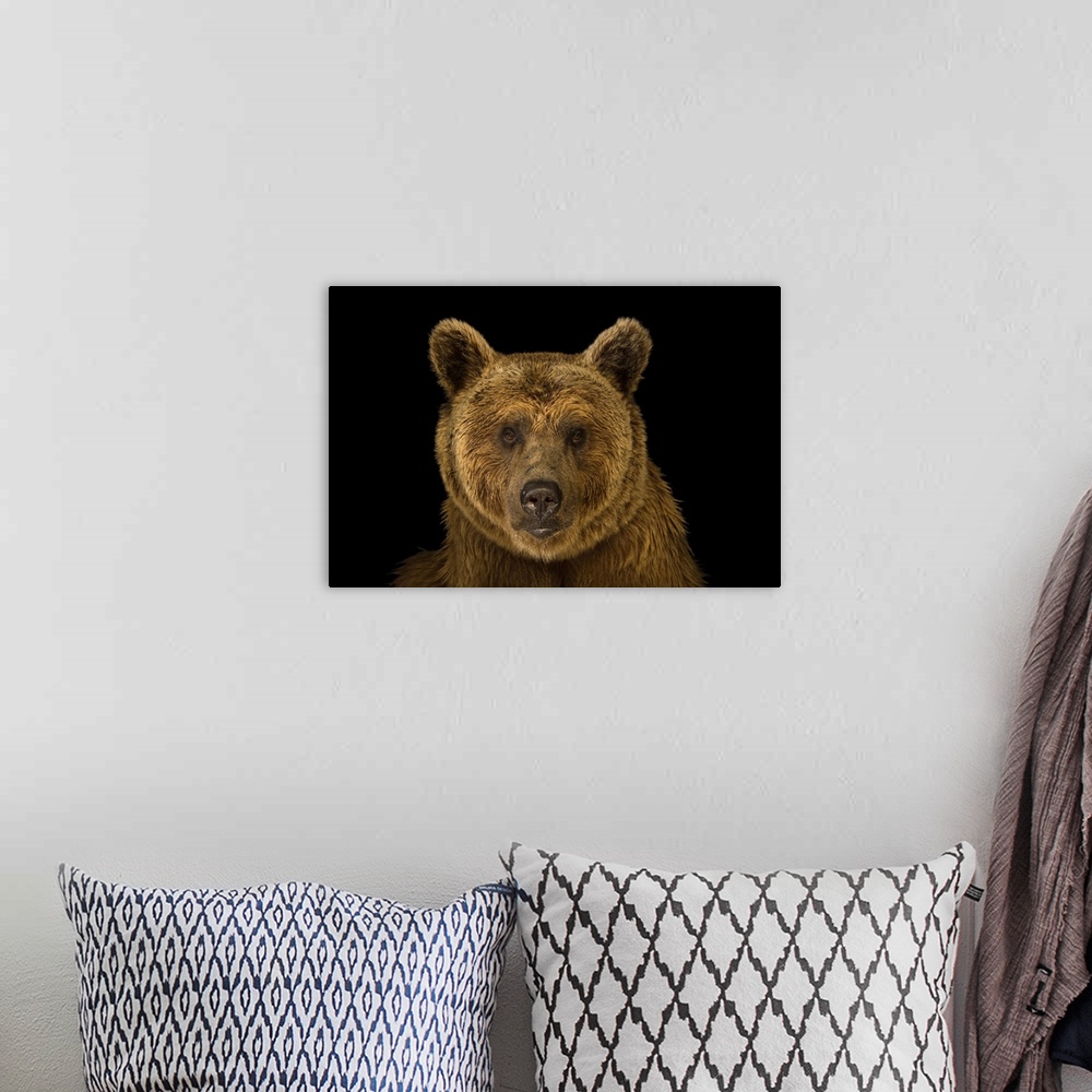 A bohemian room featuring A vulnerable Syrian brown bear (Ursus arctos syriacus) at the Budapest Zoo.