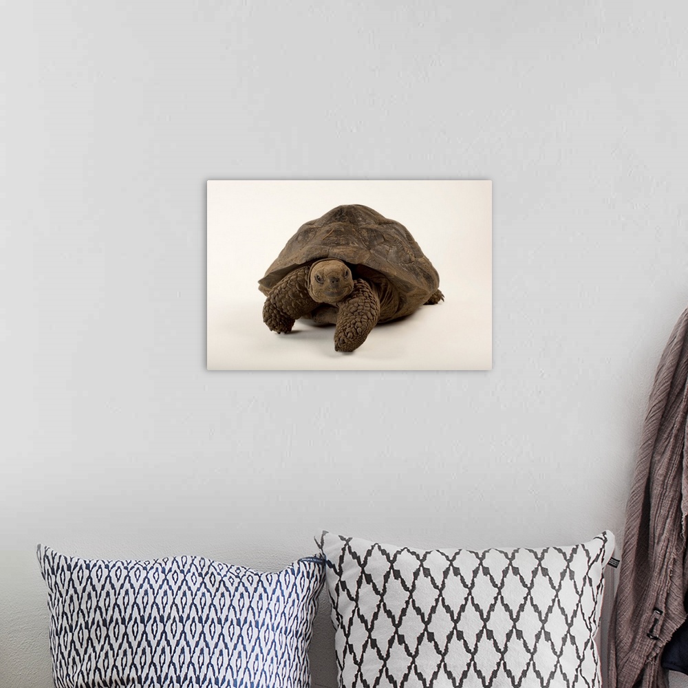 A bohemian room featuring A vulnerable Volcan Darwin tortoise, Chelonoidis nigra.
