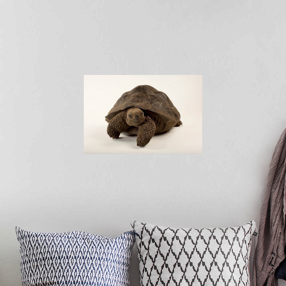 A bohemian room featuring A vulnerable Volcan Darwin tortoise, Chelonoidis nigra.