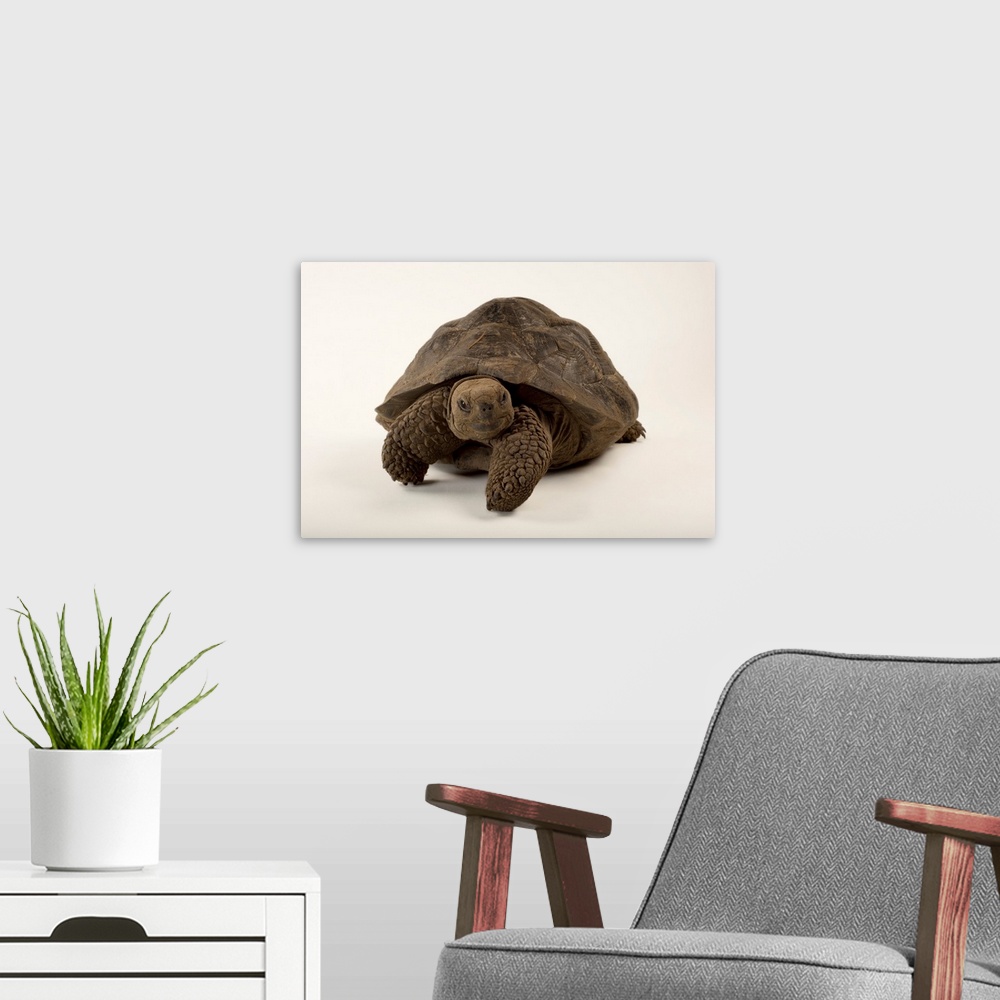 A modern room featuring A vulnerable Volcan Darwin tortoise, Chelonoidis nigra.