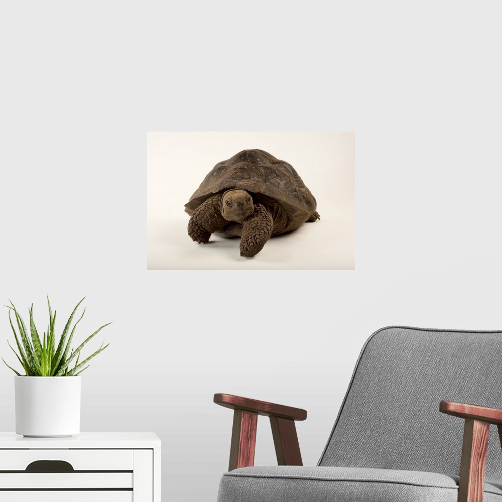 A modern room featuring A vulnerable Volcan Darwin tortoise, Chelonoidis nigra.