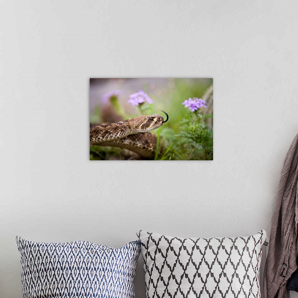 A bohemian room featuring A western diamondback rattlesnake migrates radially from its den.