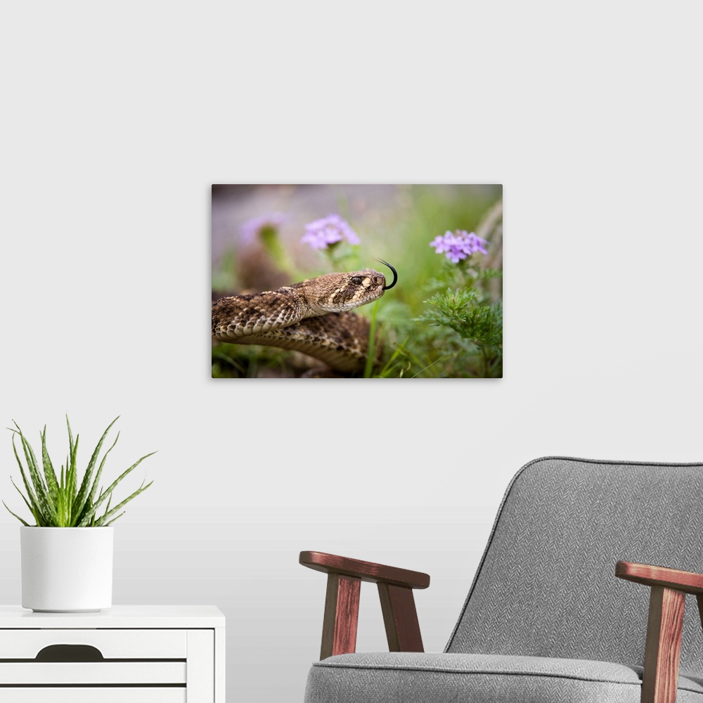 A modern room featuring A western diamondback rattlesnake migrates radially from its den.
