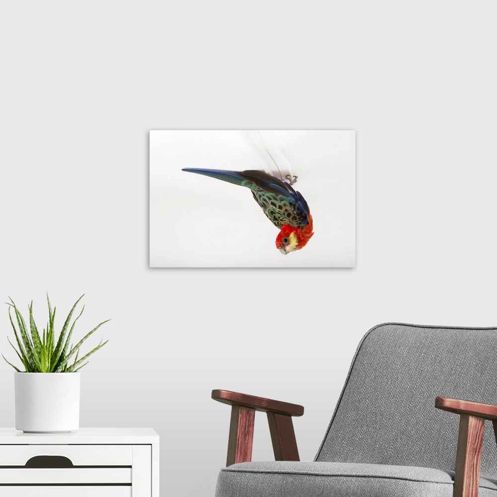 A modern room featuring A western rosella, Platycercus icterotis, at the Blank Park Zoo in Des Moines, Iowa.