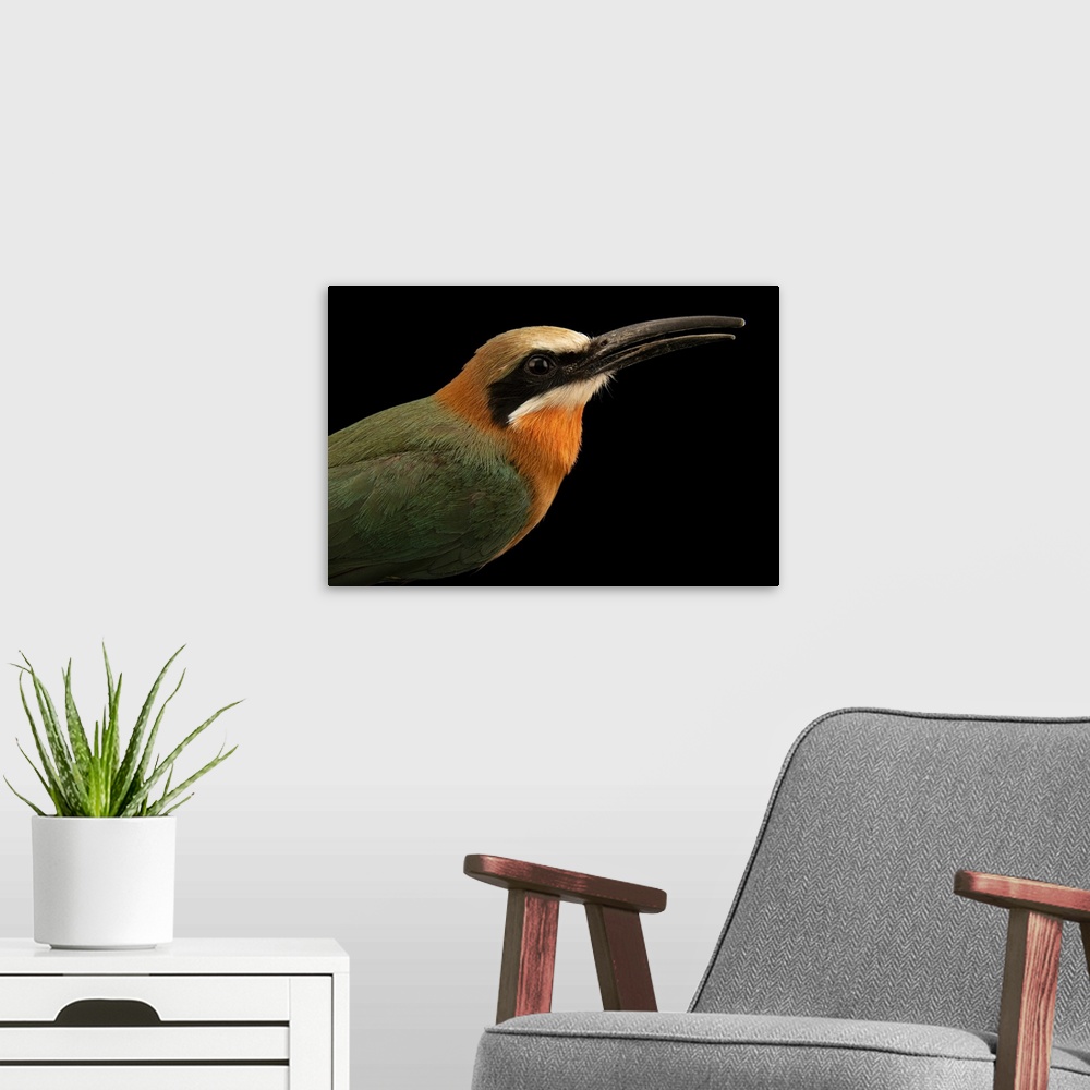 A modern room featuring A white-fronted bee-eater (Merops bullockoides) at the Berlin Zoological Garden in Berlin, Germany.