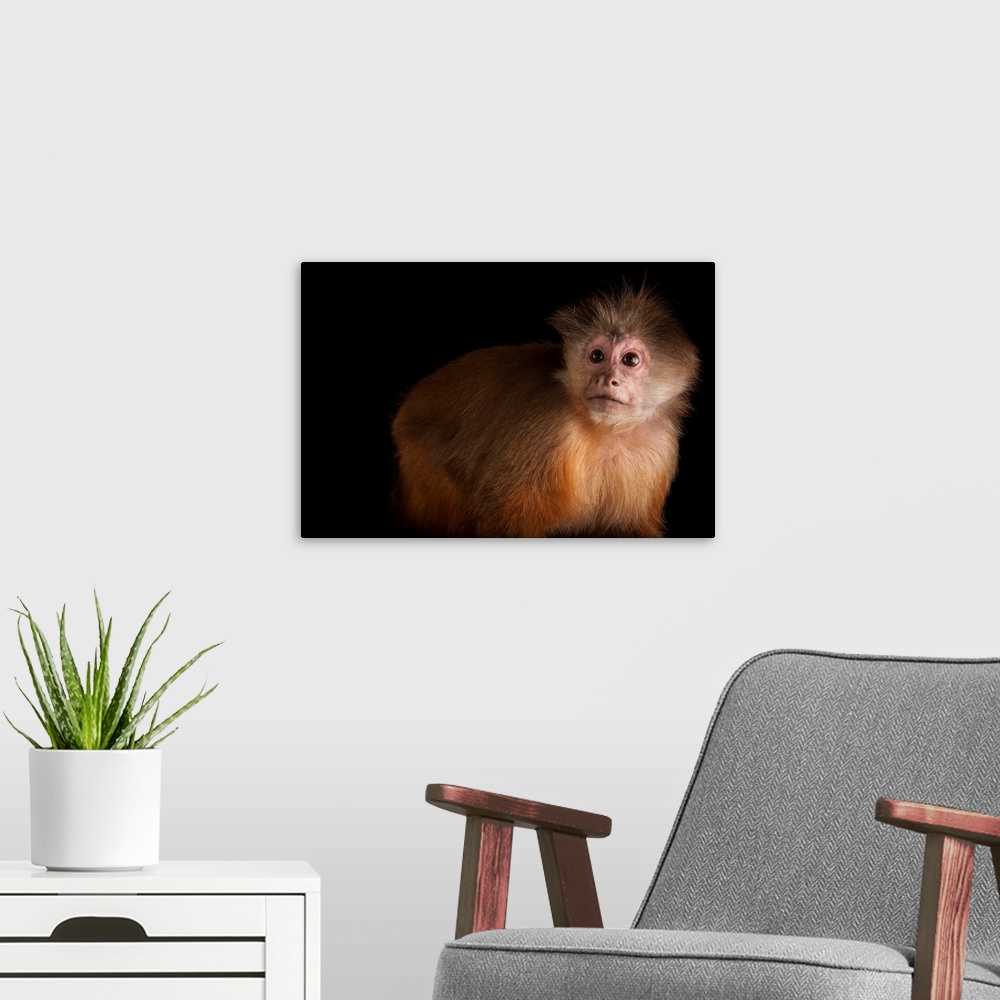 A modern room featuring A white fronted capuchin, Cebus albifrons, at Omaha's Henry Doorly Zoo and Aquarium.
