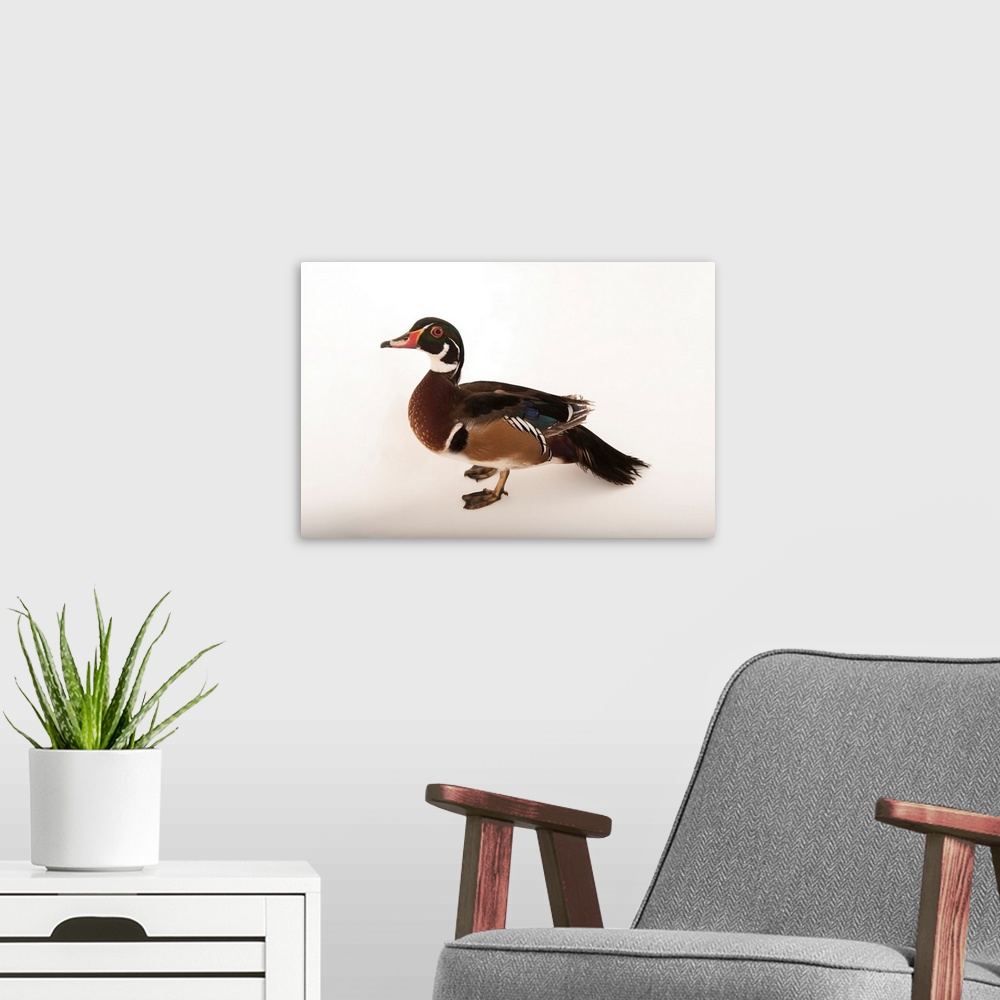 A modern room featuring Wood duck (Aix sponsa) at the Lincoln Children's Zoo.