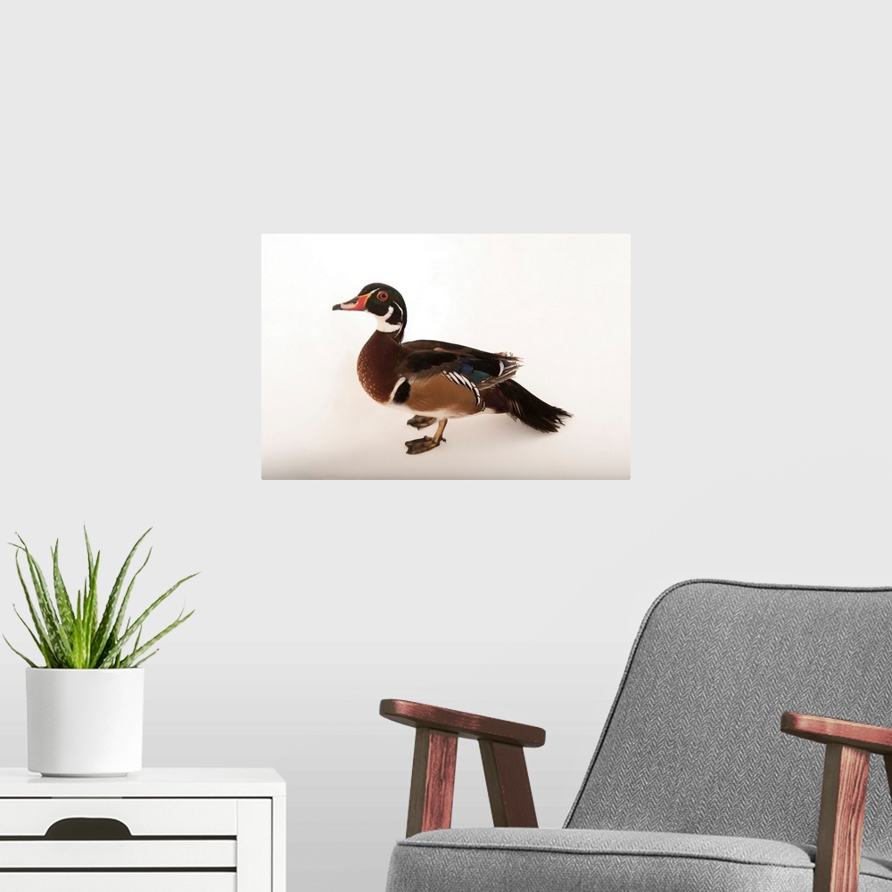 A modern room featuring Wood duck (Aix sponsa) at the Lincoln Children's Zoo.