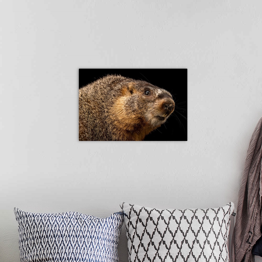 A bohemian room featuring A yellow bellied marmot, Marmota flaviventris.