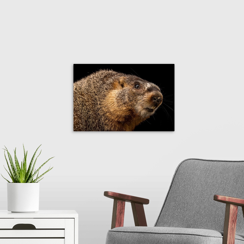 A modern room featuring A yellow bellied marmot, Marmota flaviventris.