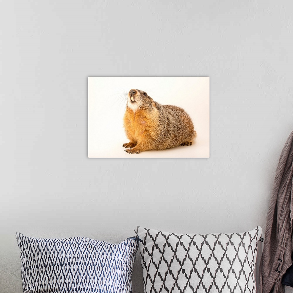 A bohemian room featuring A yellow bellied marmot, Marmota flaviventris.