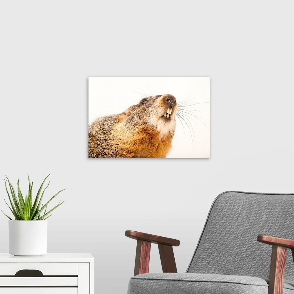 A modern room featuring A yellow bellied marmot, Marmota flaviventris.