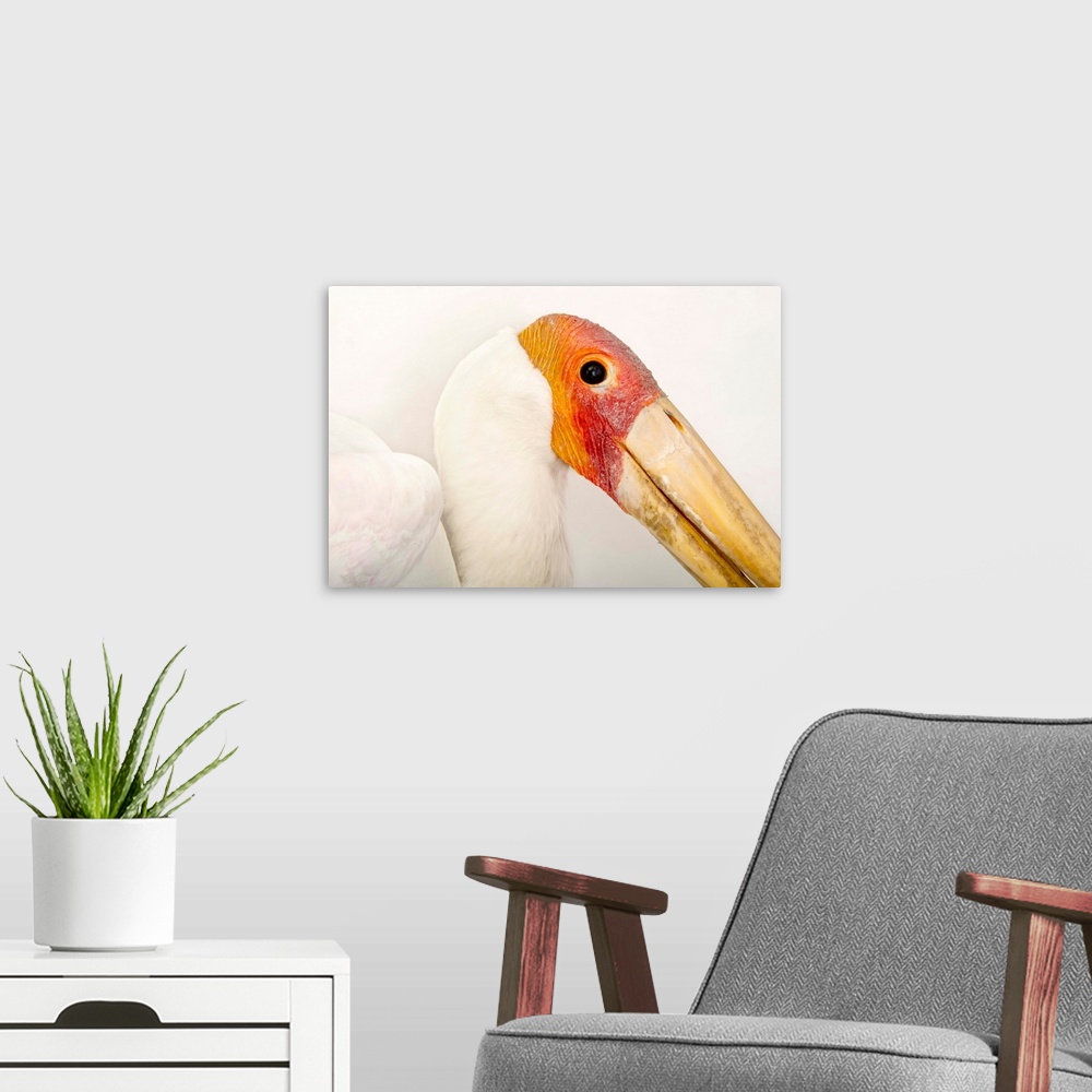 A modern room featuring A yellow-billed stork, at The Living Desert in Palm Desert, California