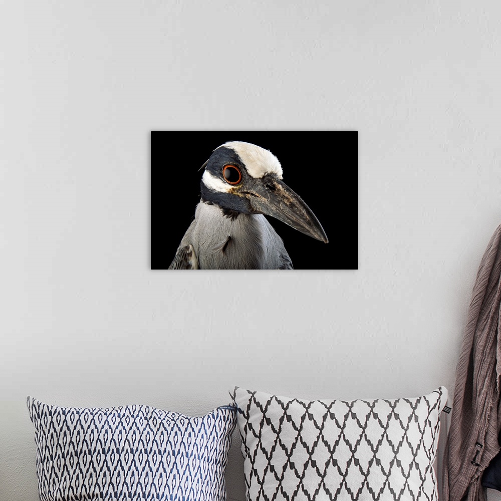 A bohemian room featuring A yellow-crowned night heron, Nyctanassa violacea