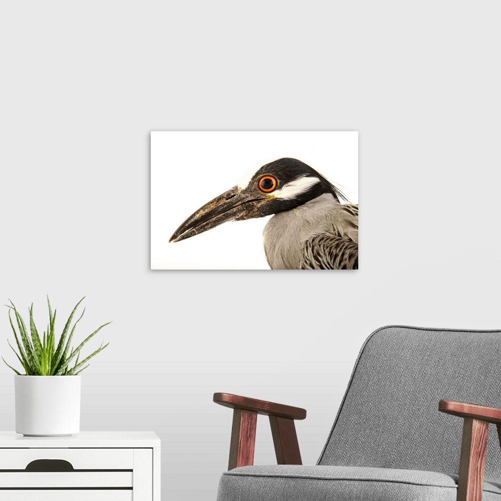 A modern room featuring A yellow-crowned night heron, Nyctanassa violacea