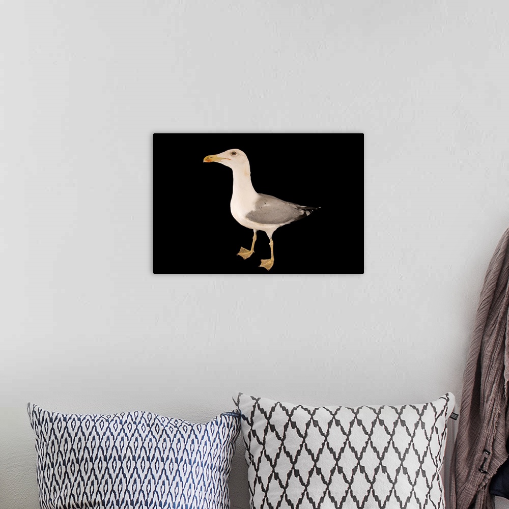 A bohemian room featuring A yellow legged gull, Larus michahellis michahellis, at the Wildlife Rescue Center (LIPU) of Rome.