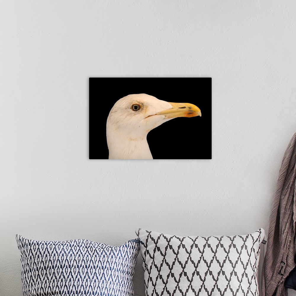 A bohemian room featuring A yellow legged gull, Larus michahellis michahellis, at the Wildlife Rescue Center (LIPU) of Rome.