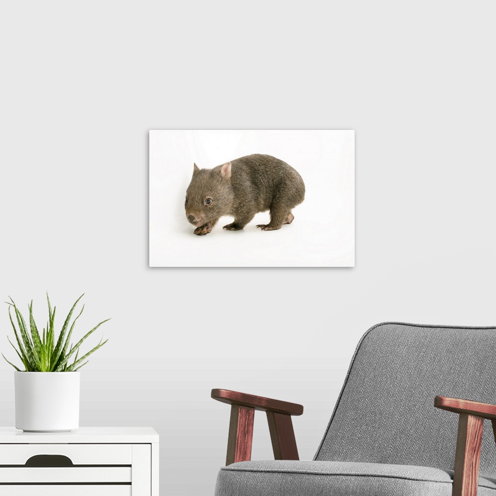 A modern room featuring A young common wombat, Vombatus ursinus, at the Healesville Sanctuary.