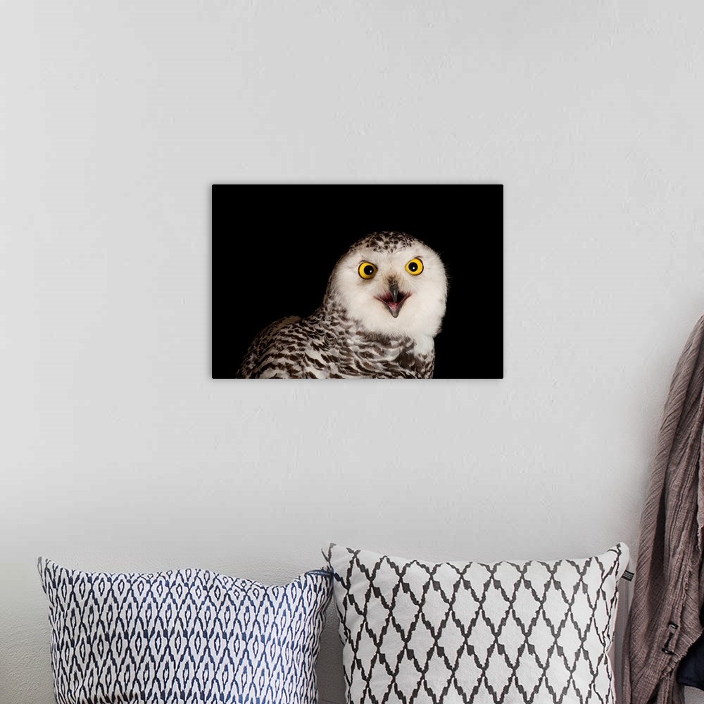 A bohemian room featuring A young female snowy owl, Bubo scandiacus, at Raptor Recovery Nebraska.