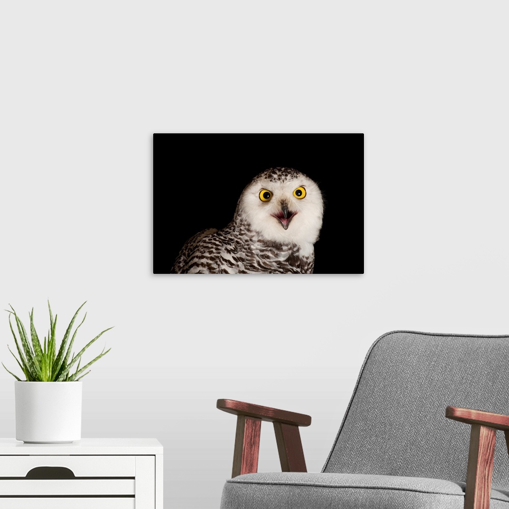 A modern room featuring A young female snowy owl, Bubo scandiacus, at Raptor Recovery Nebraska.