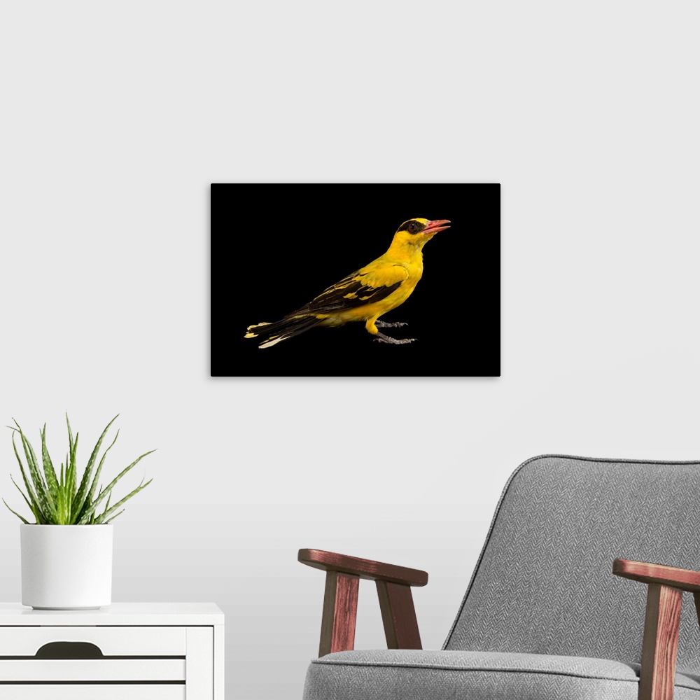 A modern room featuring African golden oriole, Oriolus auratus.