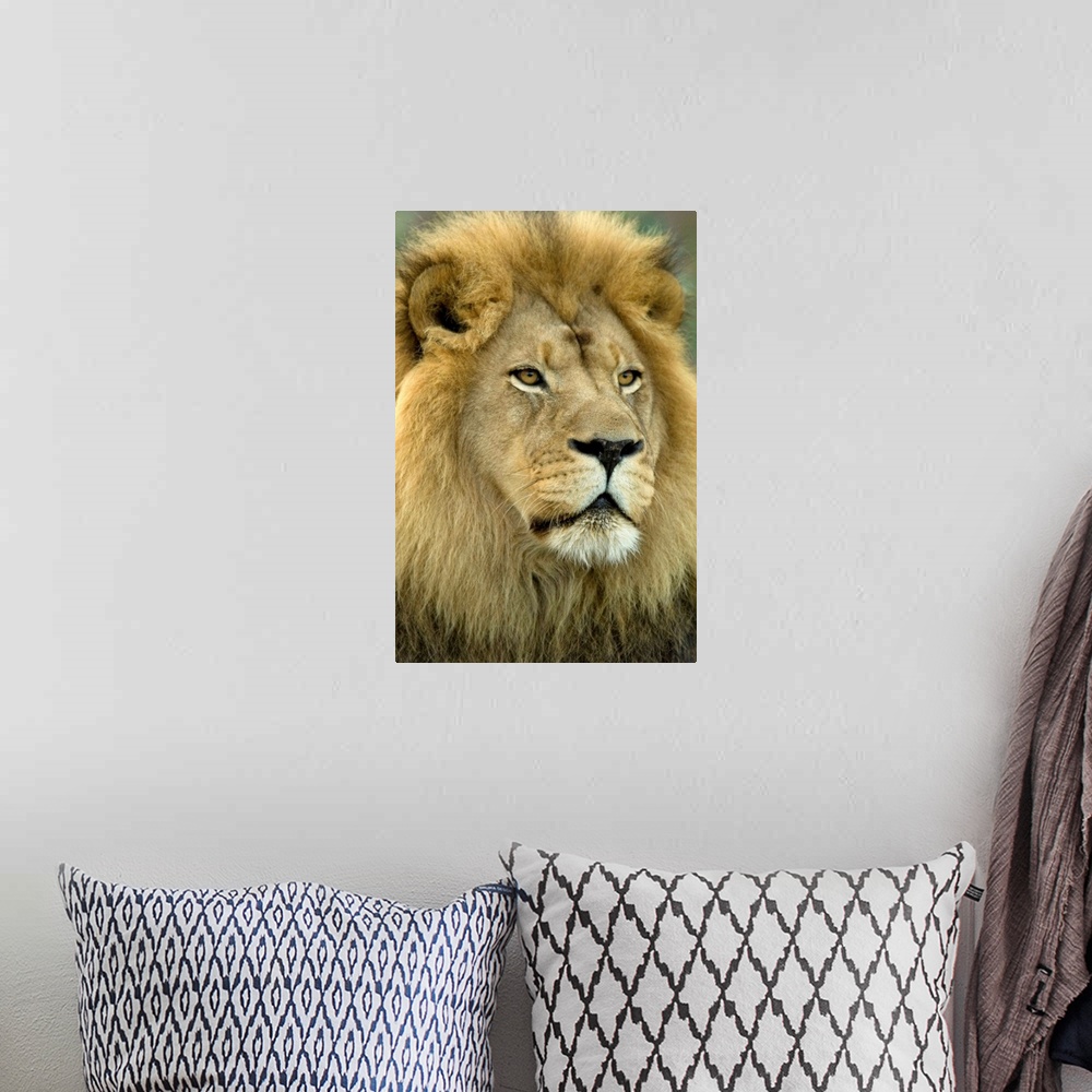 A bohemian room featuring An African lion (Panthera leo krugeri) from the Sedgwick County Zoo.