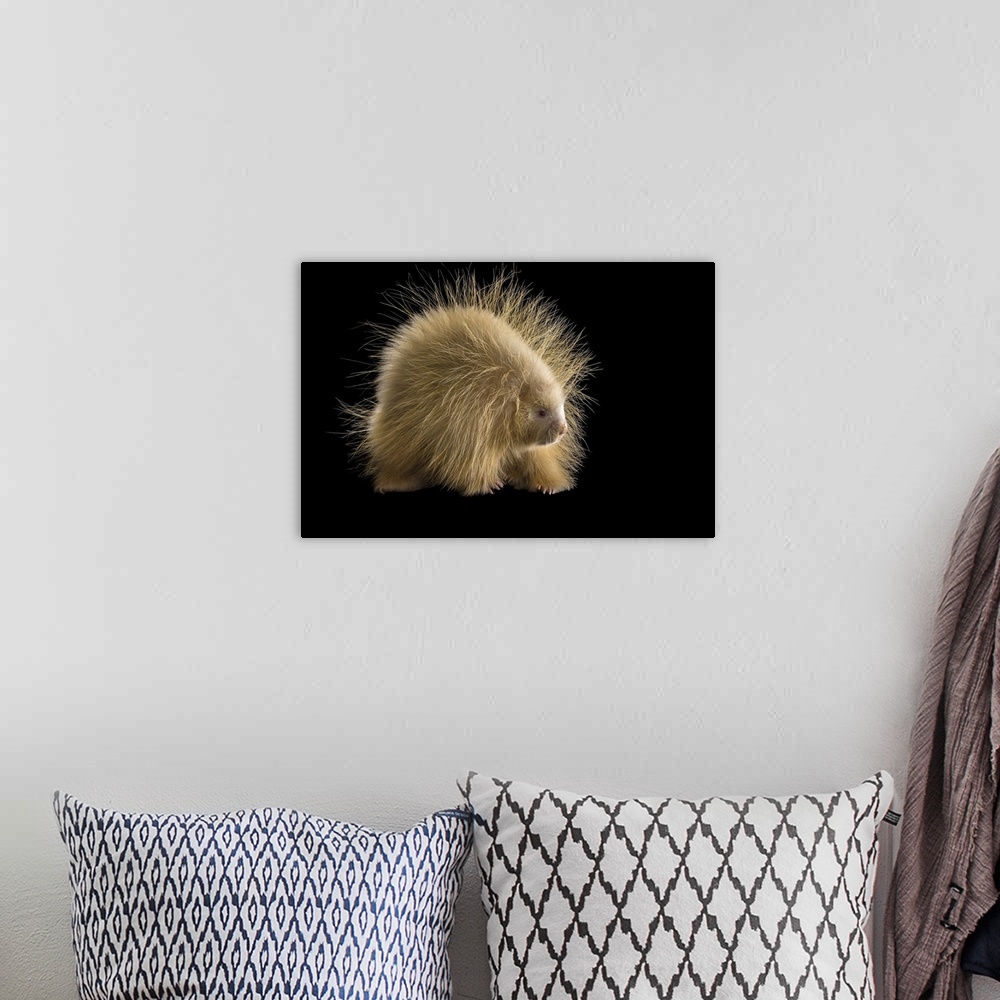 A bohemian room featuring An albino porcupine named Halsey at the Nebraska Wildlife Rehab in Louisville, NE. Halsey was nam...