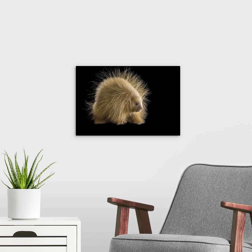 A modern room featuring An albino porcupine named Halsey at the Nebraska Wildlife Rehab in Louisville, NE. Halsey was nam...