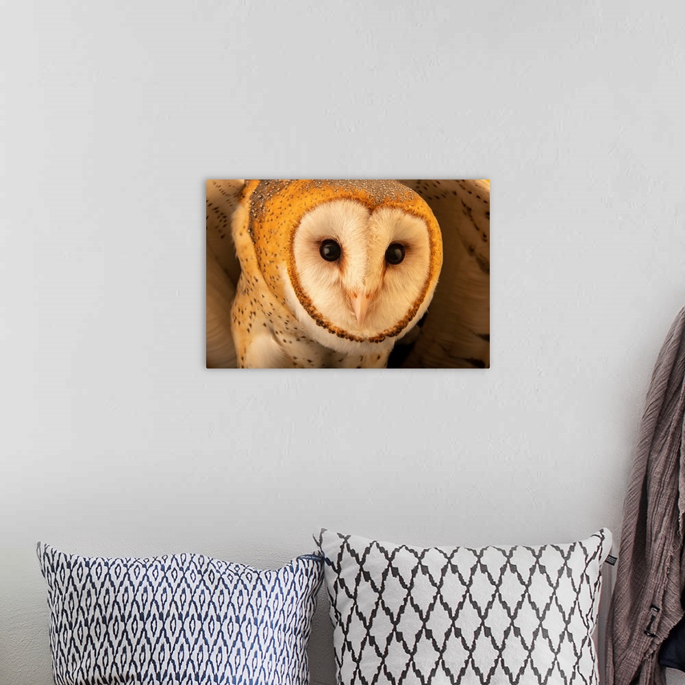 A bohemian room featuring An American barn owl (Tyto alba guatemalae) at the Toucan Rescue Ranch in Costa Rica.