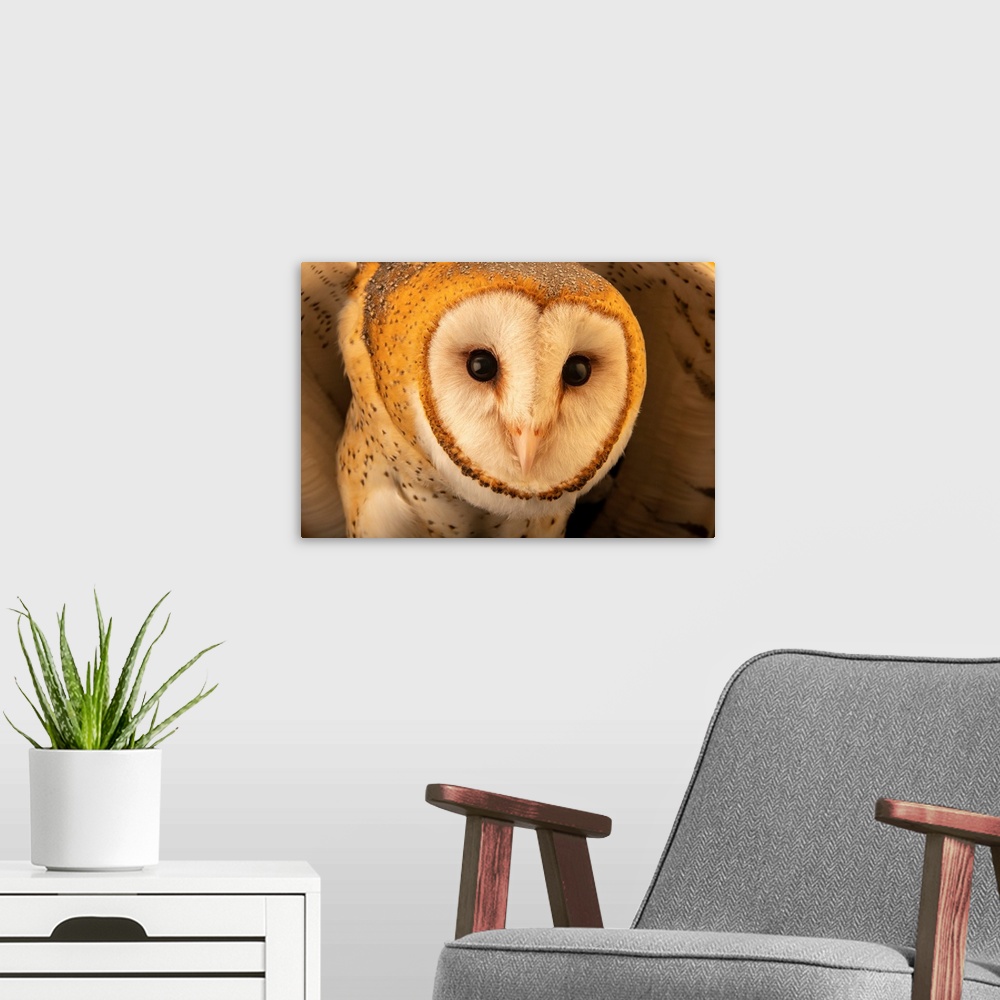 A modern room featuring An American barn owl (Tyto alba guatemalae) at the Toucan Rescue Ranch in Costa Rica.