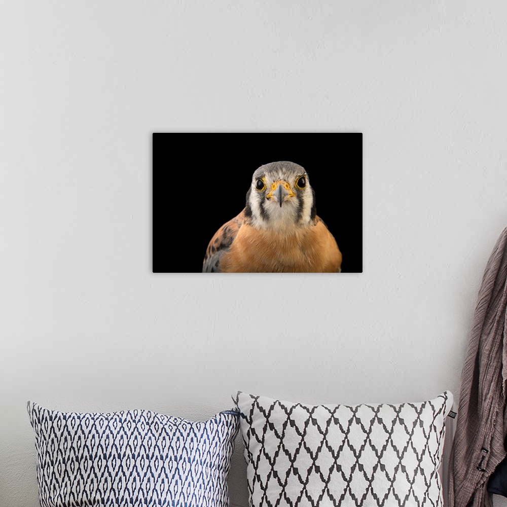 A bohemian room featuring An American kestrel, Falco sparverius caucae, at Parque Jaime Duque.