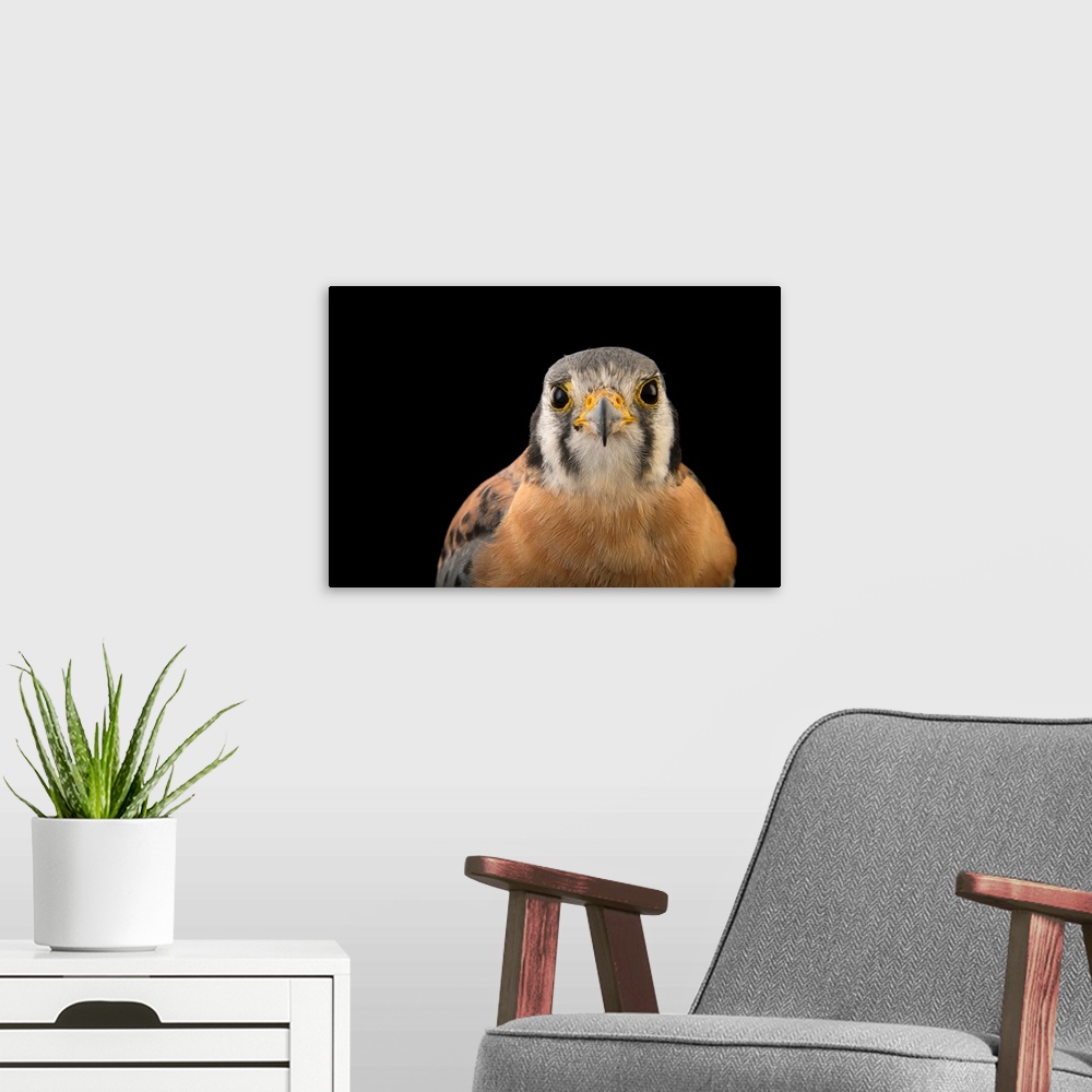 A modern room featuring An American kestrel, Falco sparverius caucae, at Parque Jaime Duque.