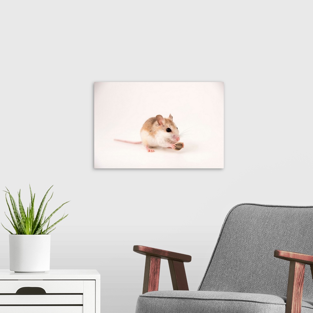 A modern room featuring An Anastasia Island beach mouse, Peromyscus polionotus phasma, from the wild.