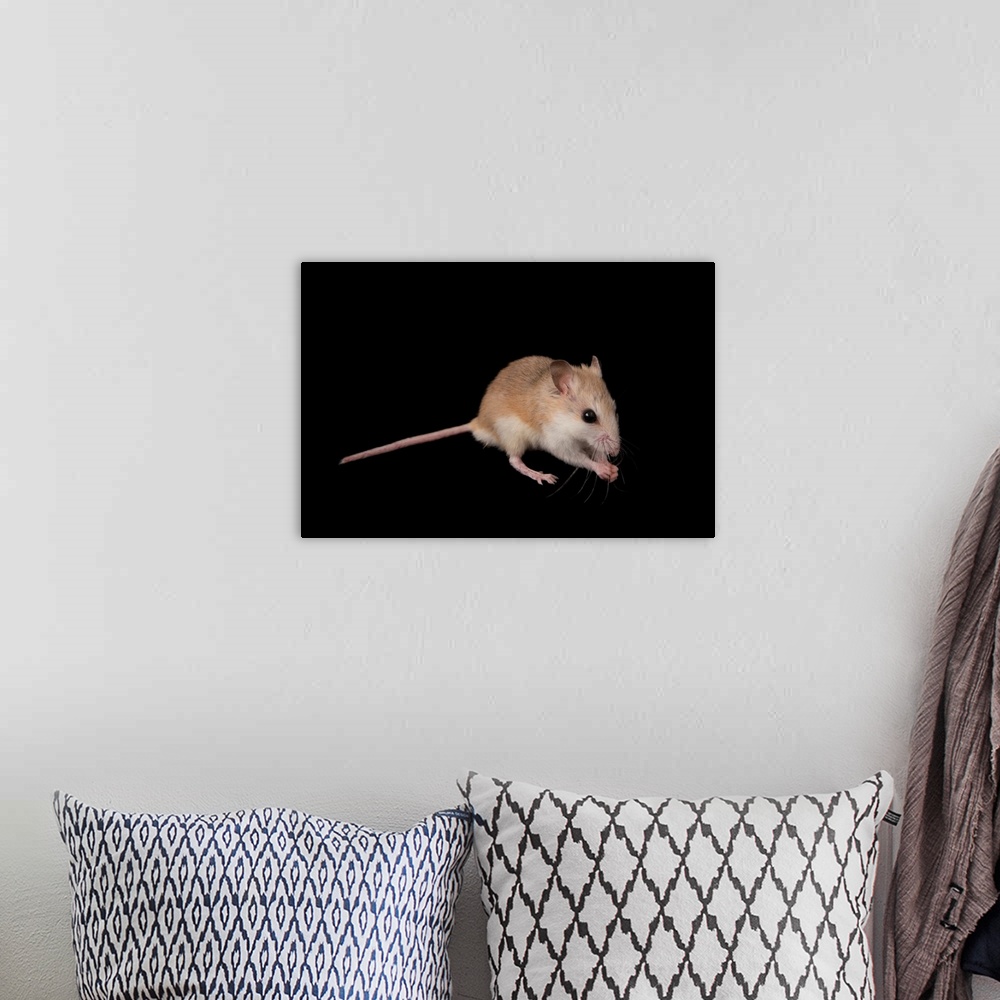A bohemian room featuring An Anastasia Island beach mouse, Peromyscus polionotus phasma, from the wild.