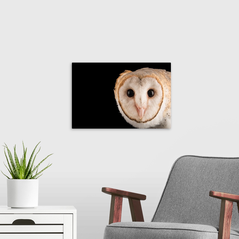 A modern room featuring An Asian barn owl, Tyto alba javanica, at Penang Bird Park.