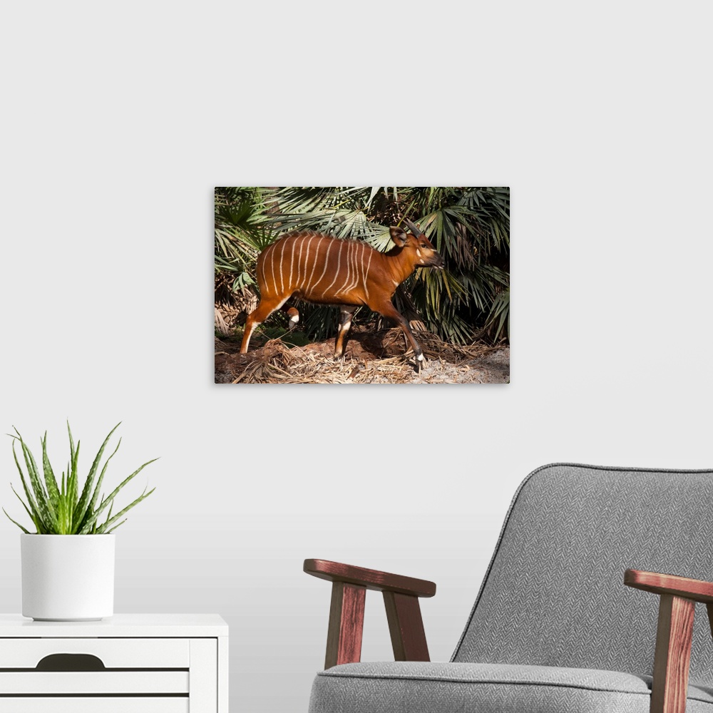 A modern room featuring An eastern or mountain bongo, Tragelaphus eurycerus isaaci, at the Rare Species Conservatory Foun...