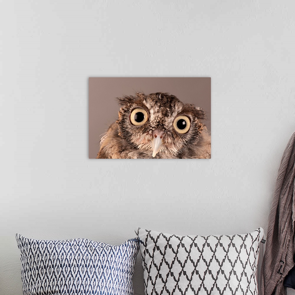 A bohemian room featuring An eastern screech owl (Otus asio).