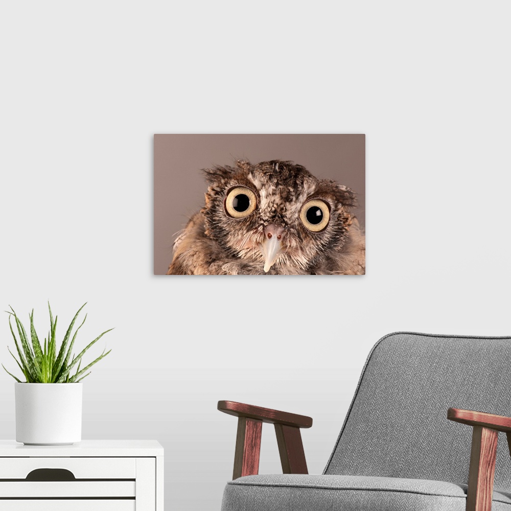 A modern room featuring An eastern screech owl (Otus asio).