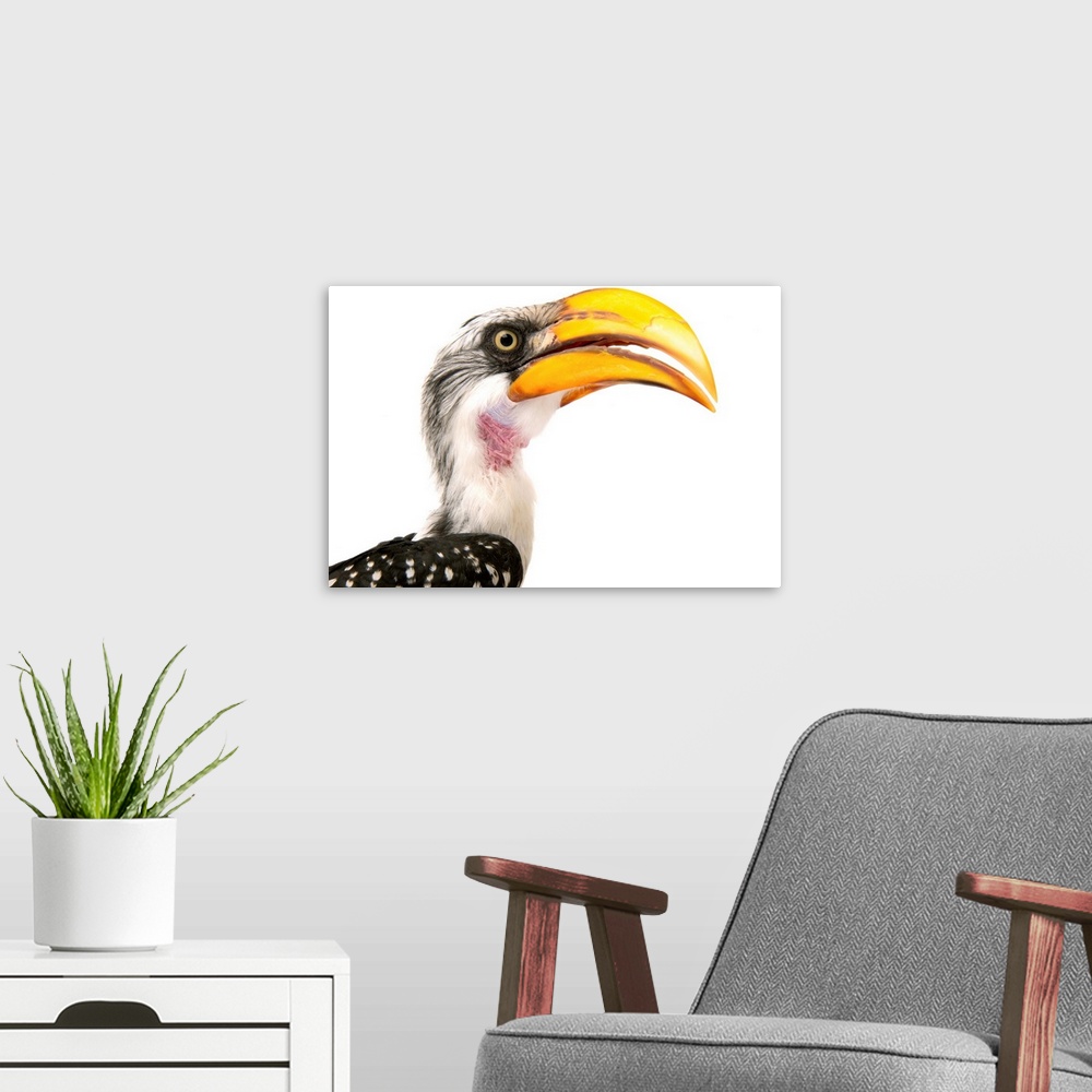 A modern room featuring An eastern yellow-billed hornbill, Tockus flavirostris, at the Indianapolis Zoo.