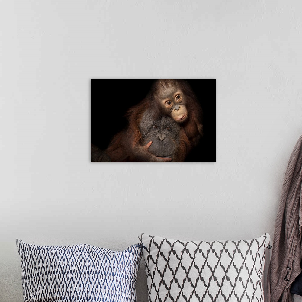 A bohemian room featuring An endangered baby Bornean orangutan (Pongo pygmaeus) named Aurora, with her adoptive mother, Che...