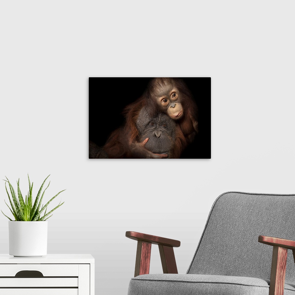 A modern room featuring An endangered baby Bornean orangutan (Pongo pygmaeus) named Aurora, with her adoptive mother, Che...