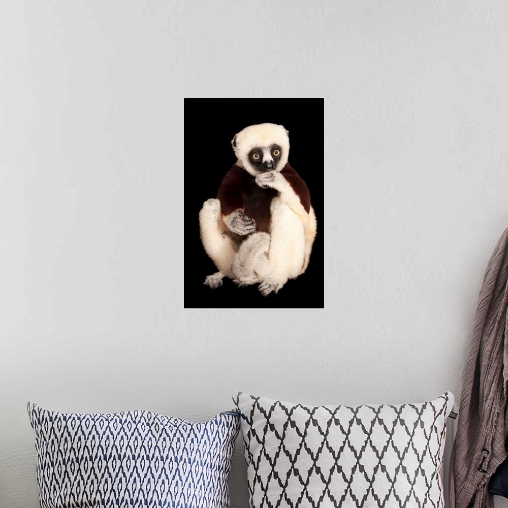 A bohemian room featuring A Coquerel's sifaka, Propithecus coquereli, at the Houston Zoo.