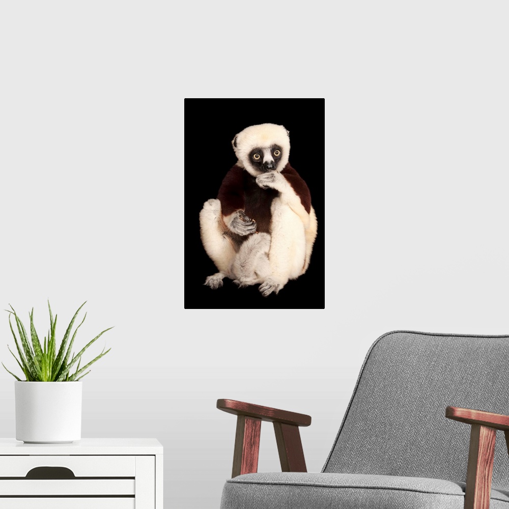 A modern room featuring A Coquerel's sifaka, Propithecus coquereli, at the Houston Zoo.