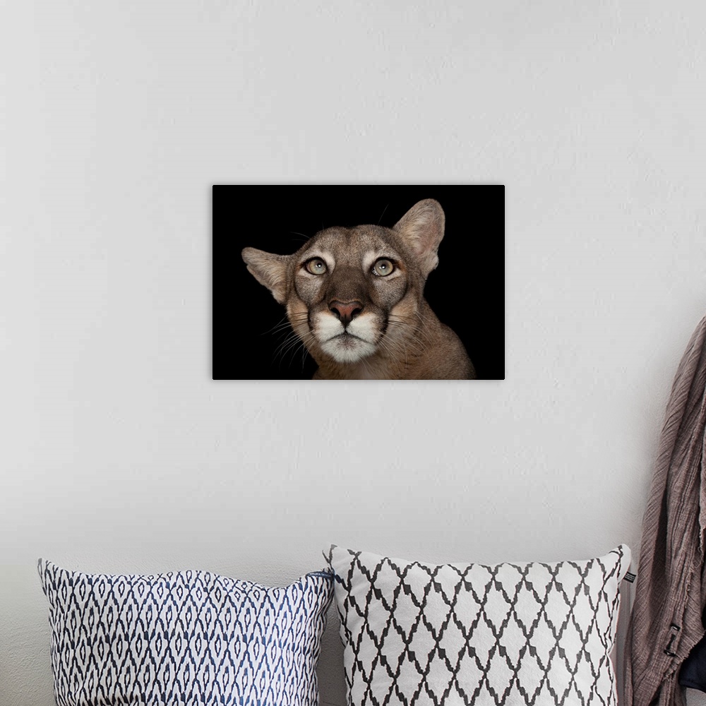 A bohemian room featuring An endangered Florida panther, Puma concolor coryi.