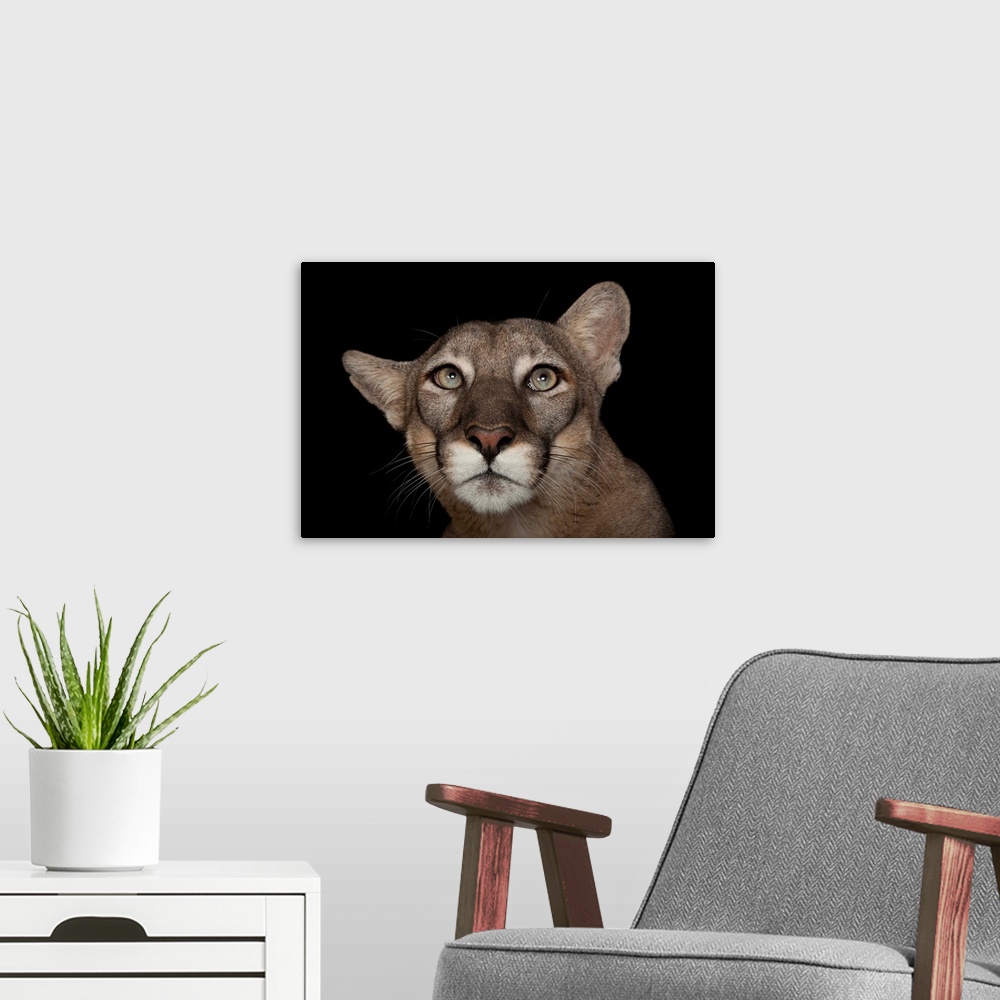A modern room featuring An endangered Florida panther, Puma concolor coryi.