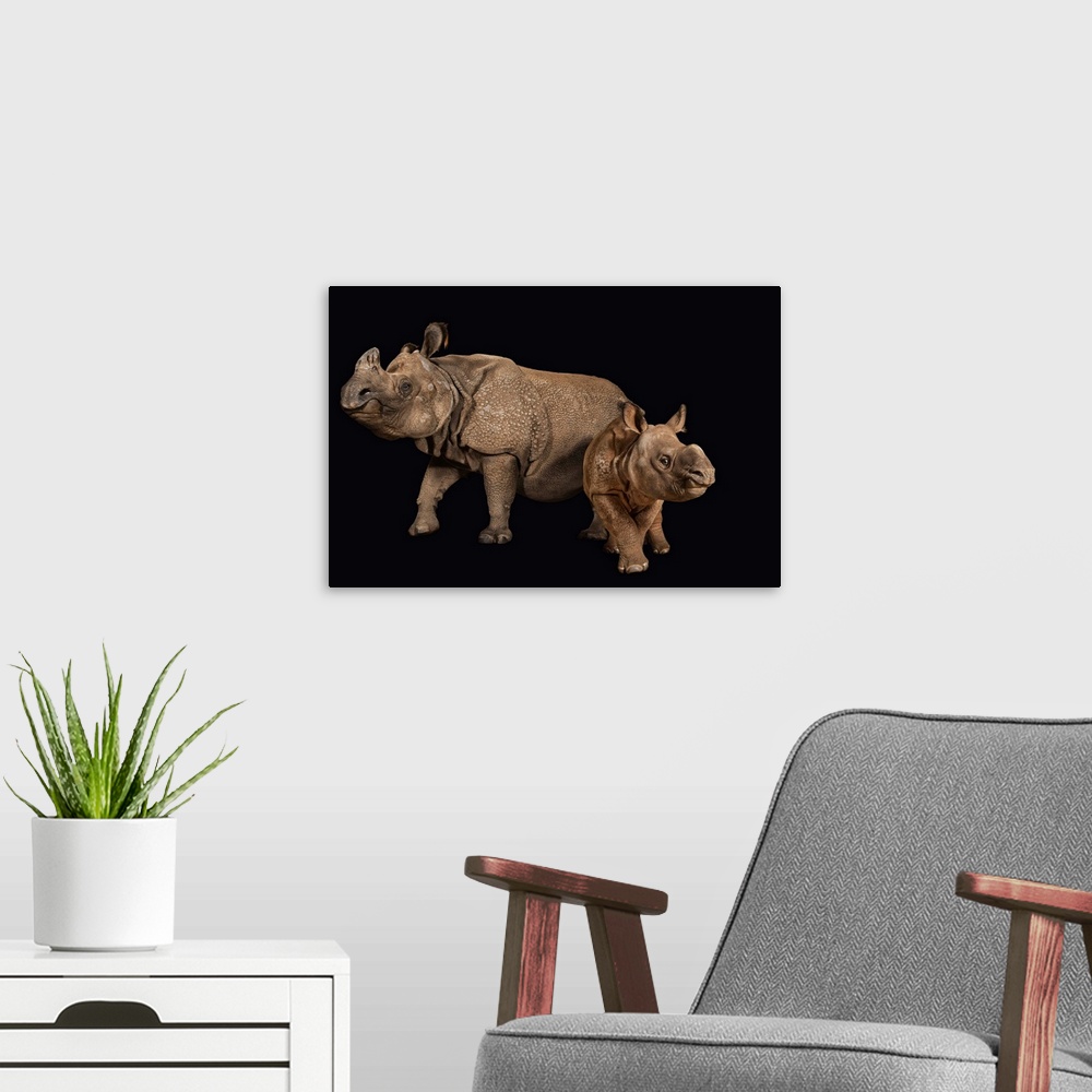 A modern room featuring An endangered Indian rhinoceros female with calf at the Fort Worth Zoo.